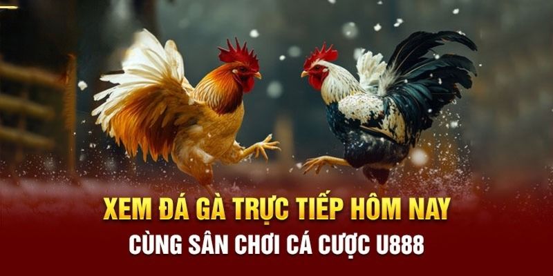 Đá gà tại sân chơi U888